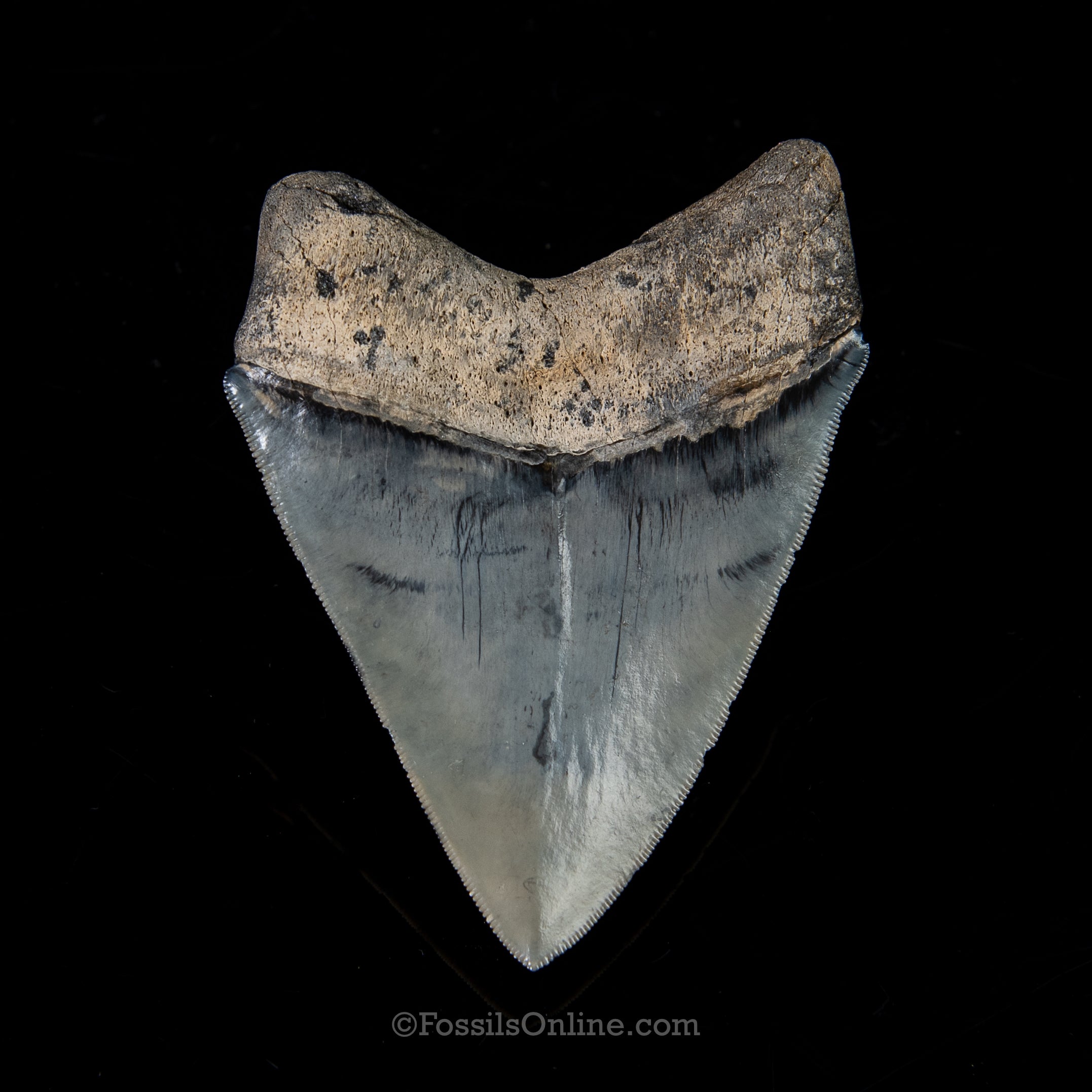 Venice Megalodon 4.02"