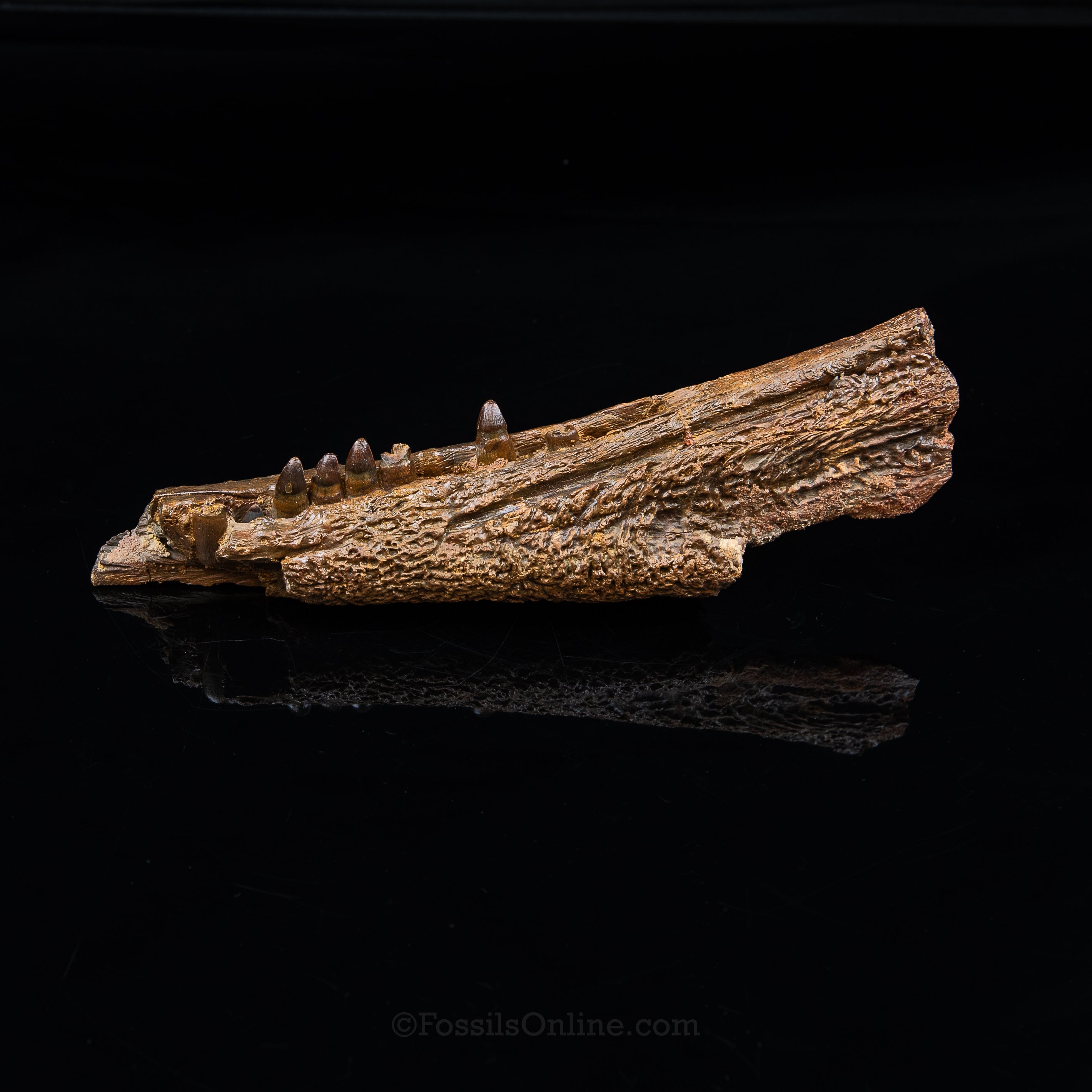 Crocodile jaw Morocco