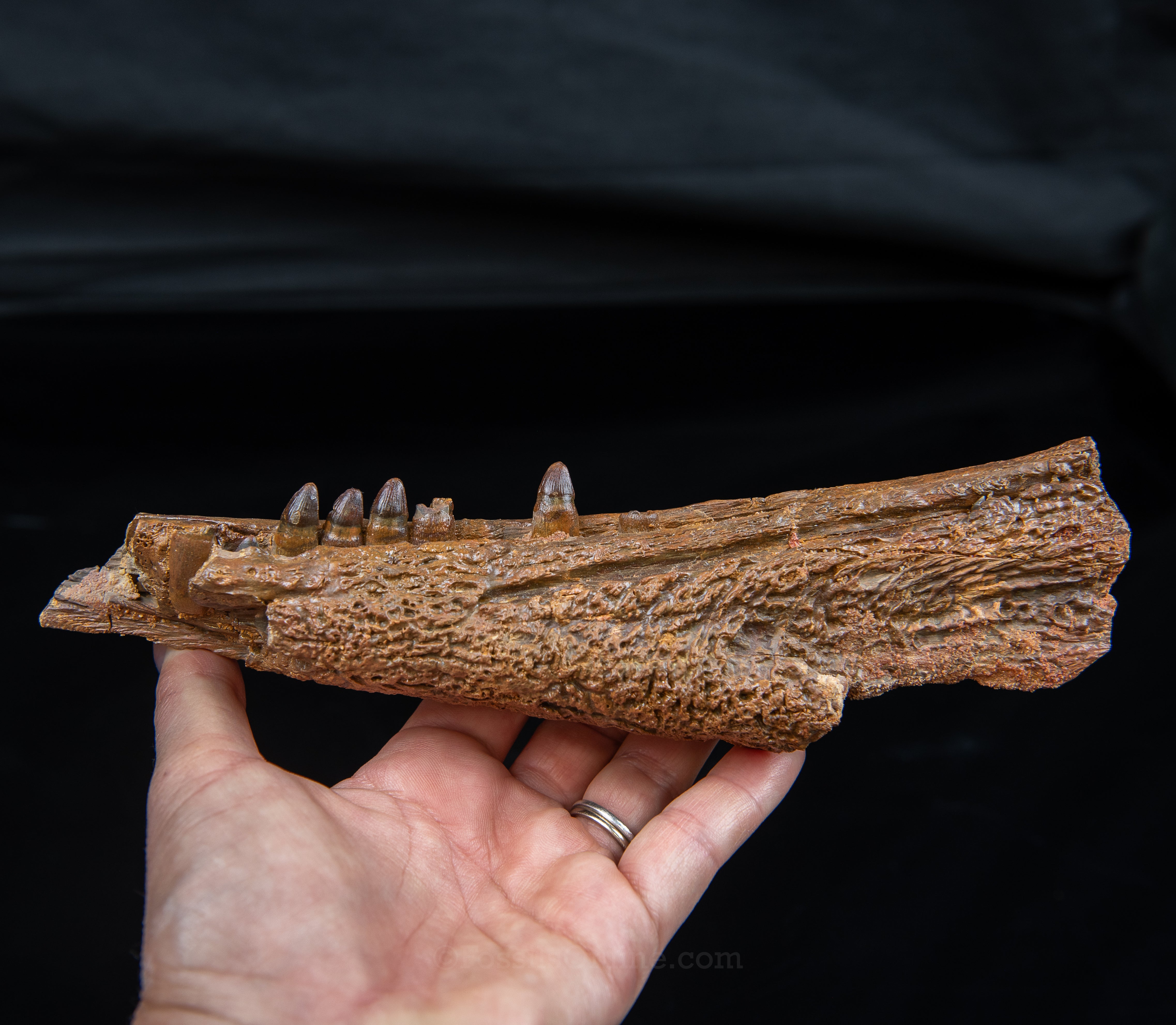 Crocodile jaw Morocco