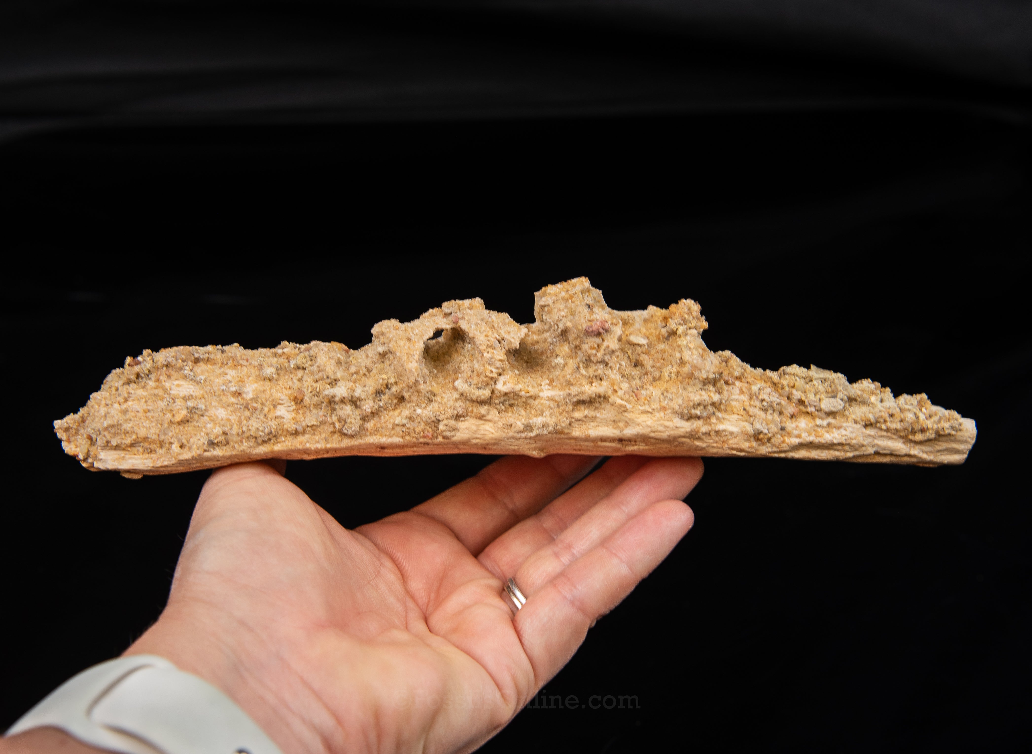 Partial Therapod jaw