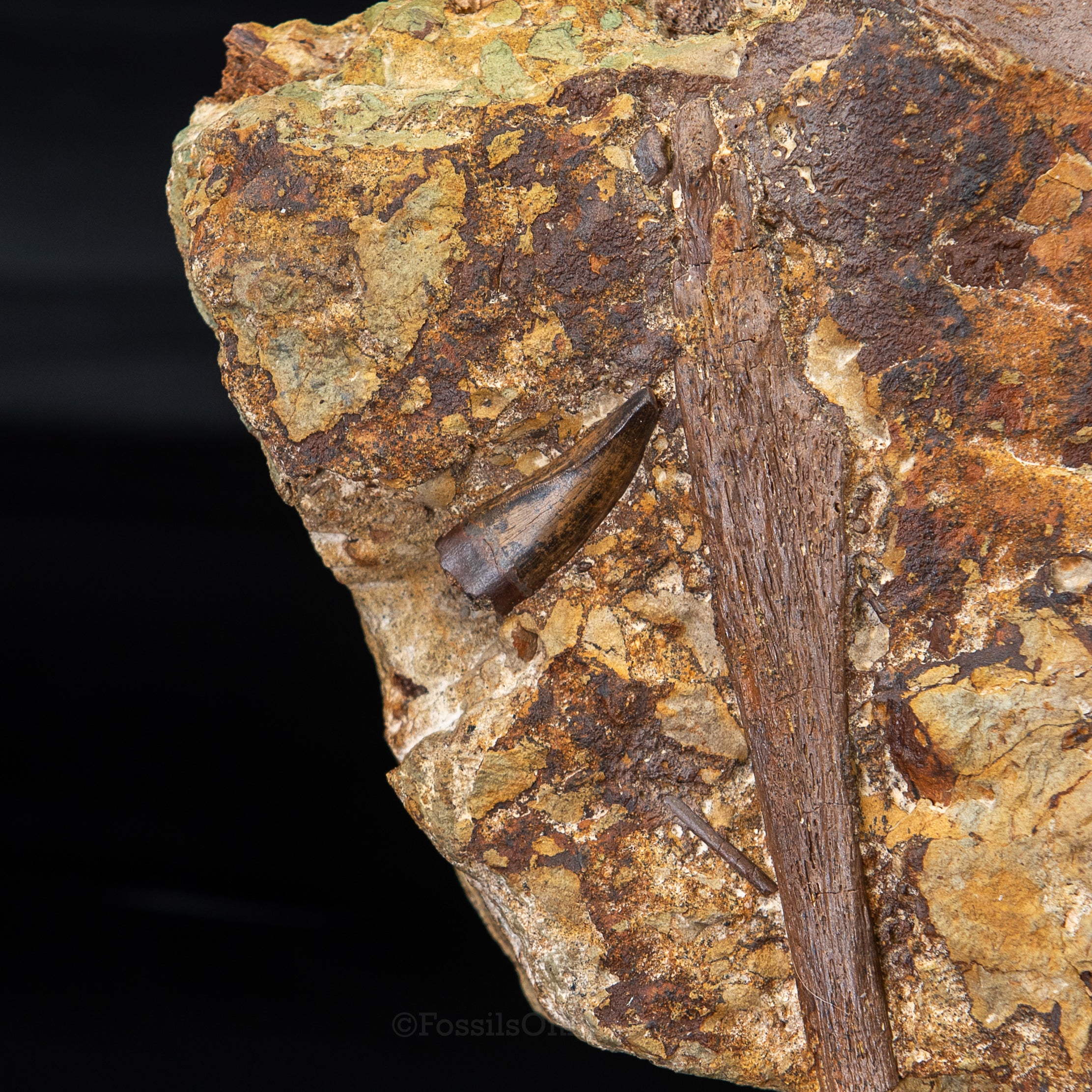 Tyrannosaurus rex tooth, Edmontosaurus Teeth, Tendons and Bones in Sandstone Matrix- Wyoming
