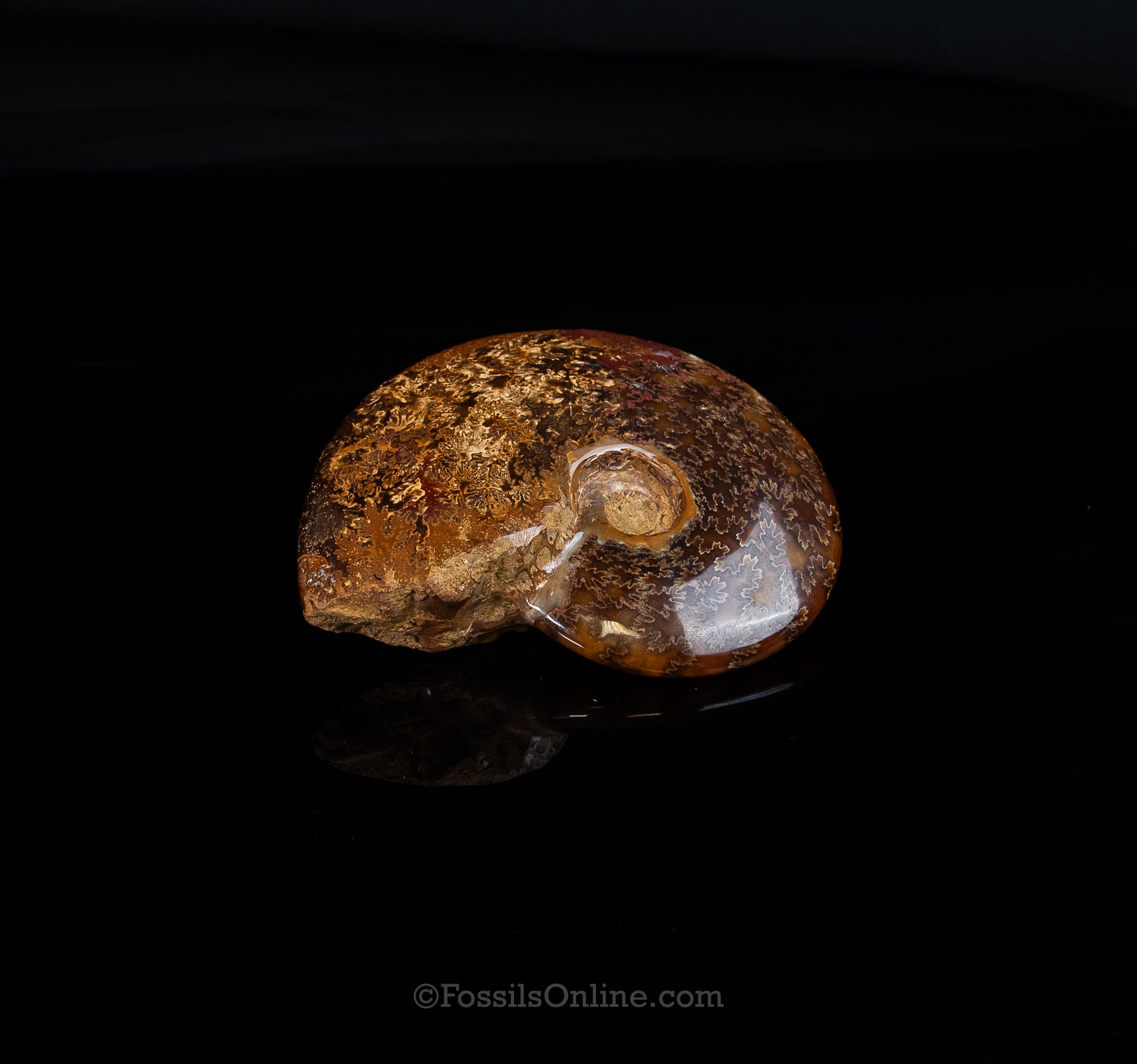 5.5" Madagascar Ammonite