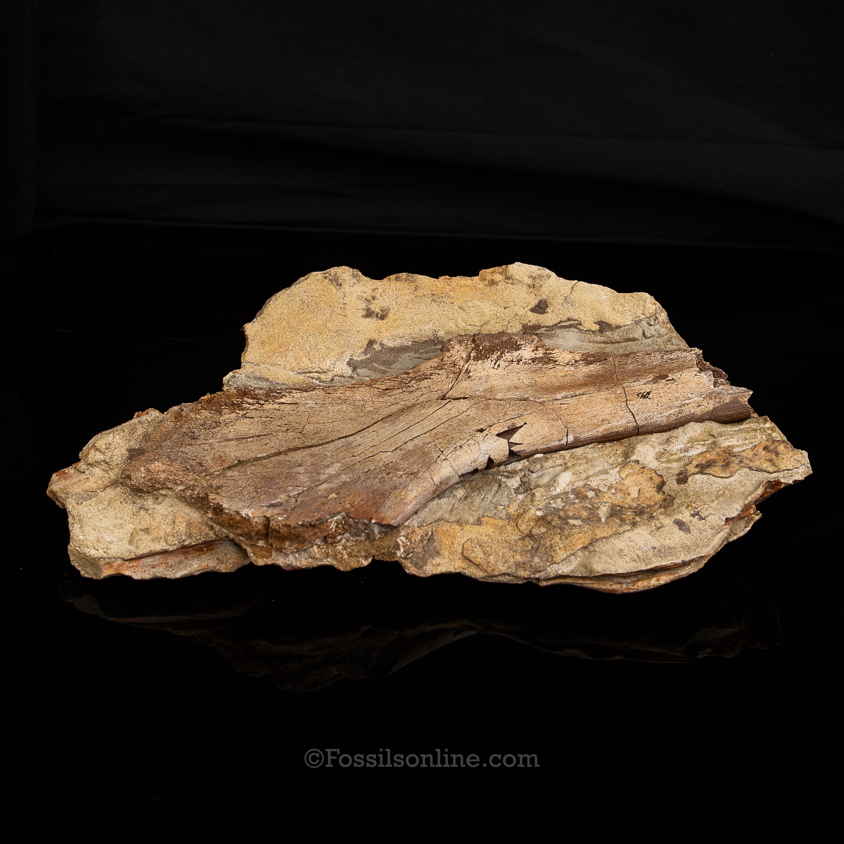 Edmontosaurus Ischium Bone in Sandstone Matrix- Wyoming