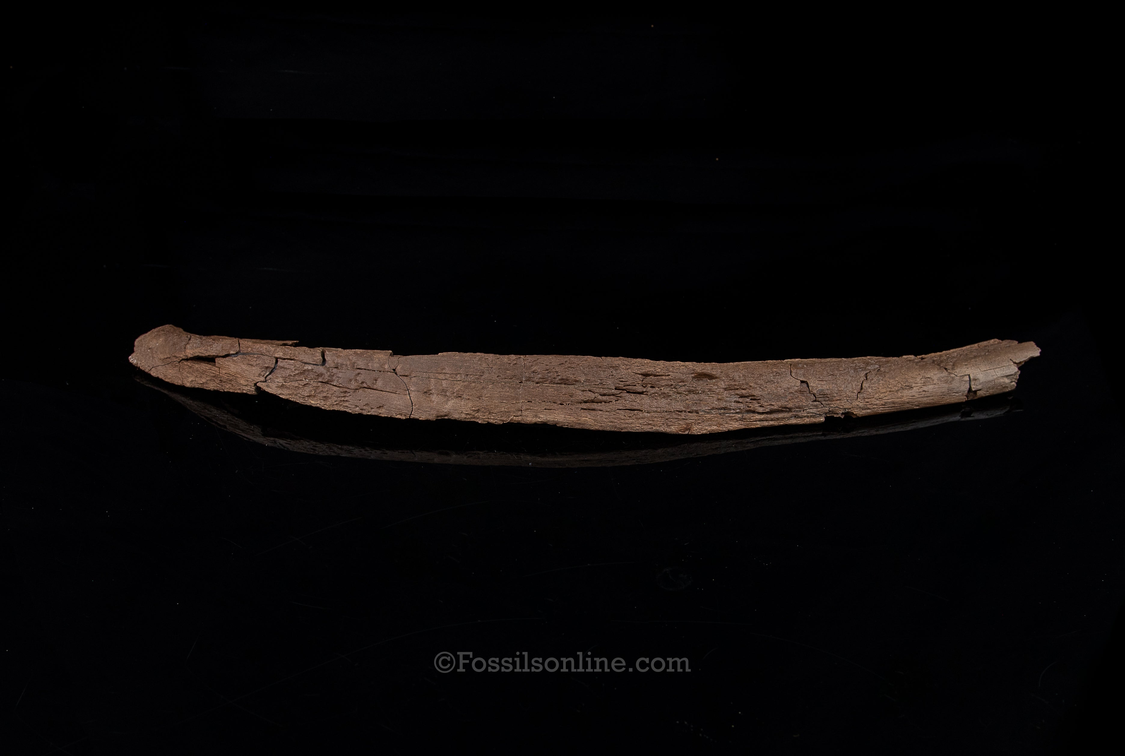 Edmontosaurus Rib- Wyoming
