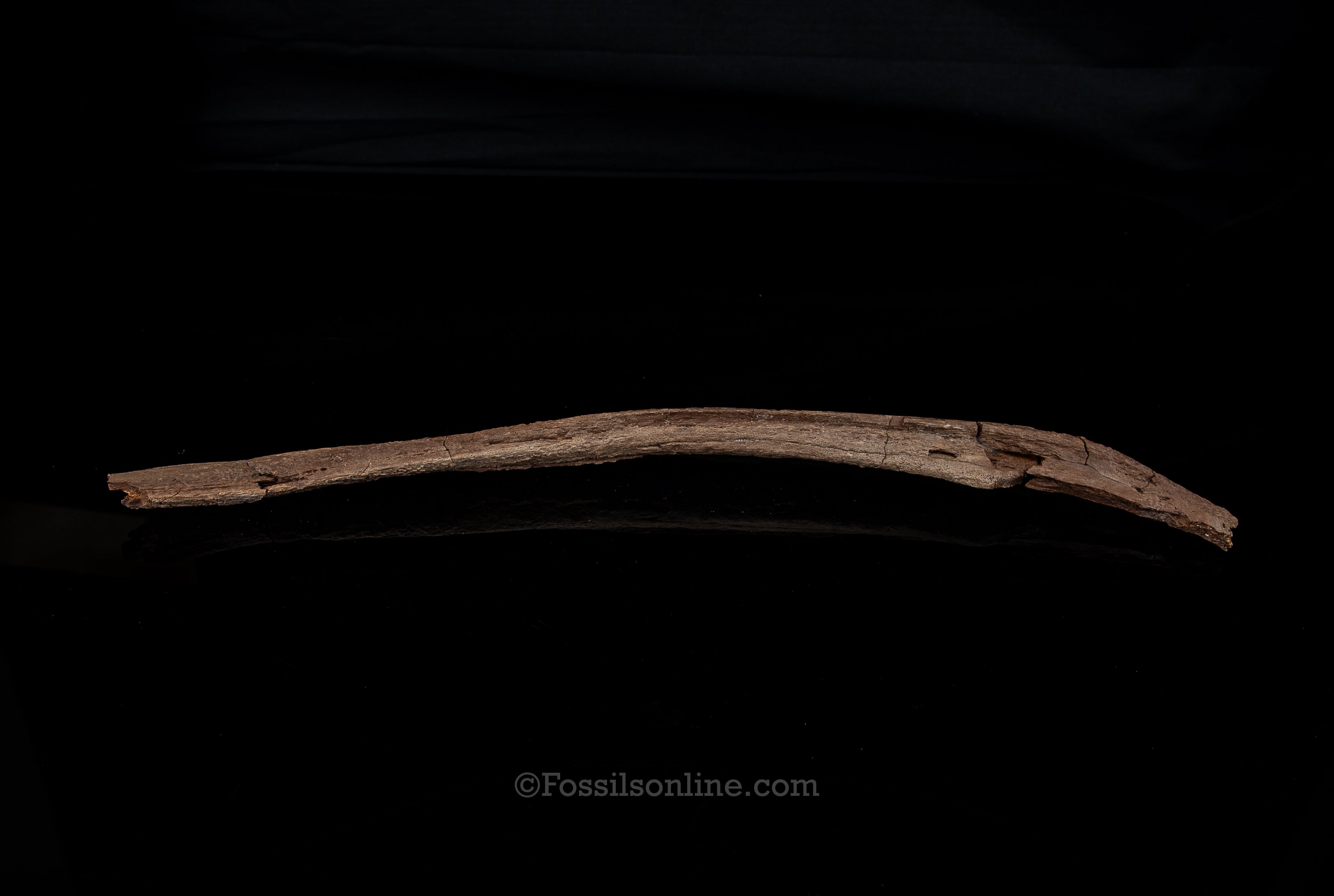 Edmontosaurus Rib- Wyoming