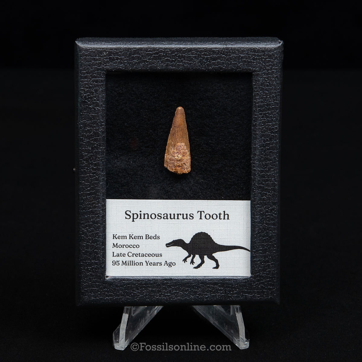 Spinosaurus Dinosaur Tooth Sm Case