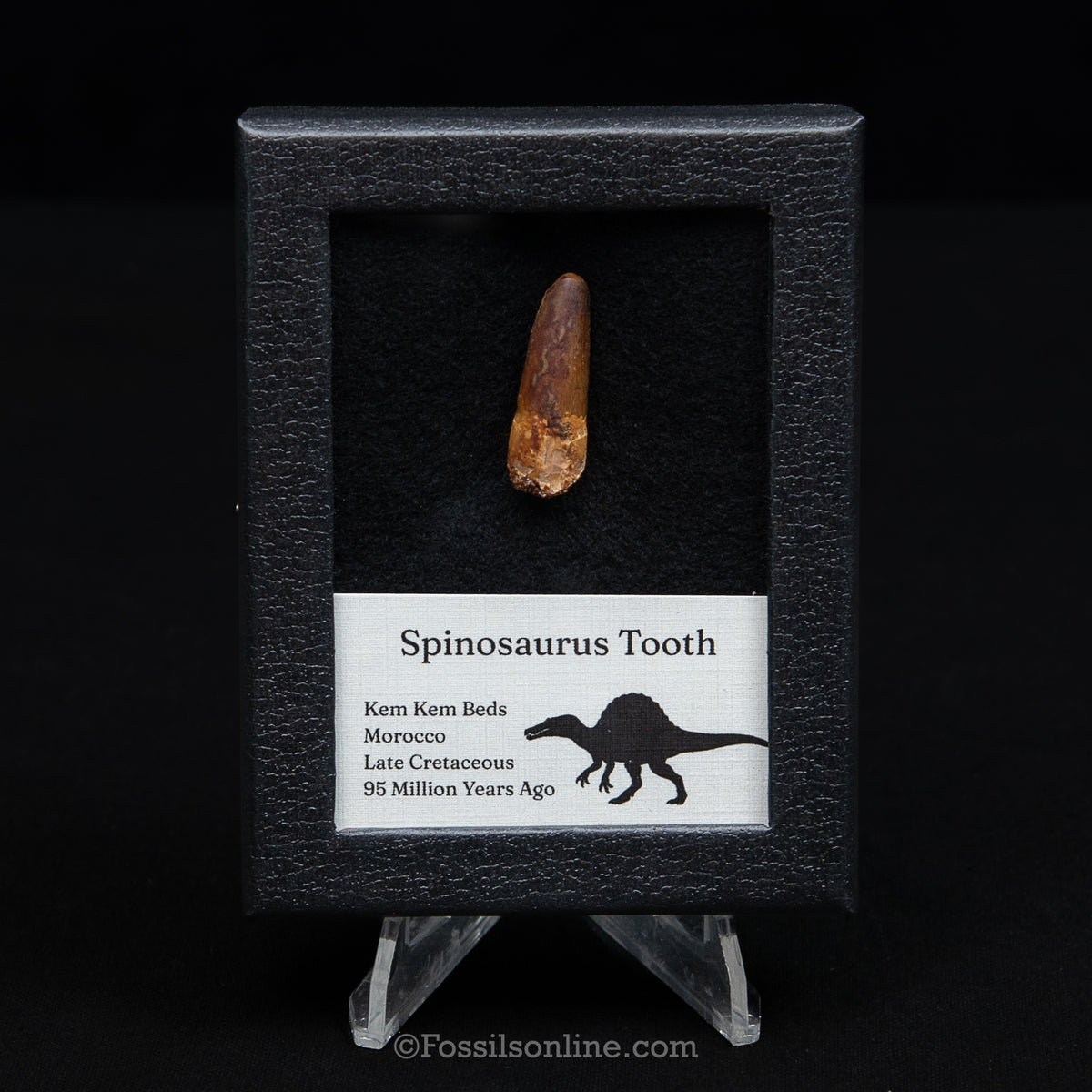 Spinosaurus Dinosaur Tooth Sm Case