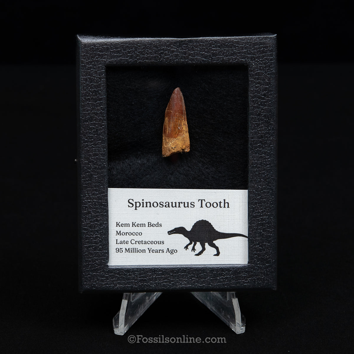 Spinosaurus Dinosaur Tooth Sm Case