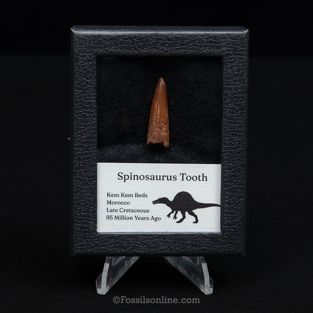 Spinosaurus Dinosaur Tooth Sm Case