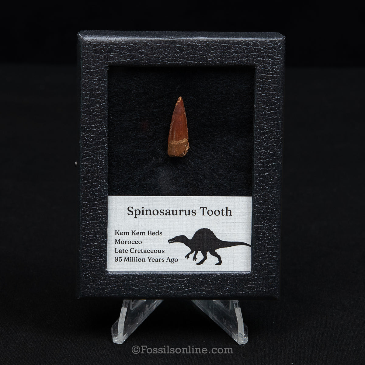 Spinosaurus Dinosaur Tooth Sm Case