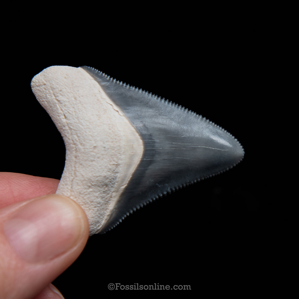 Genuine Prehistoric Fossil Tooth — Meg 1.74", BV Florida