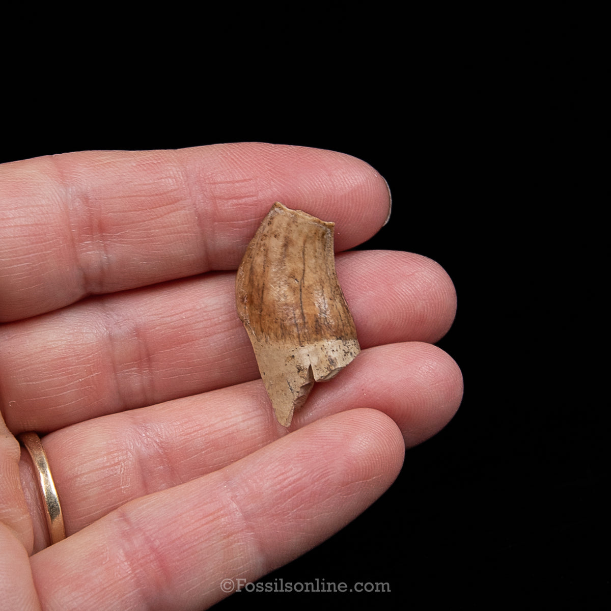 Tar Pit Fossil Dire Wolf Partial Canine