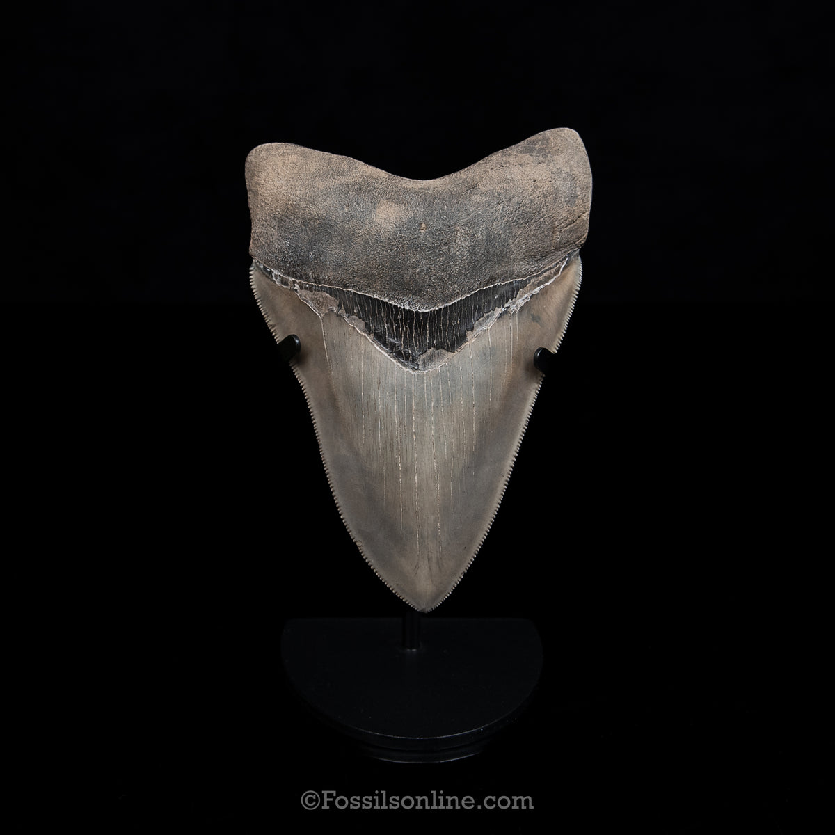 GENUINE PREHISTORIC FOSSIL TOOTH — MEG 5.03", South Carolina