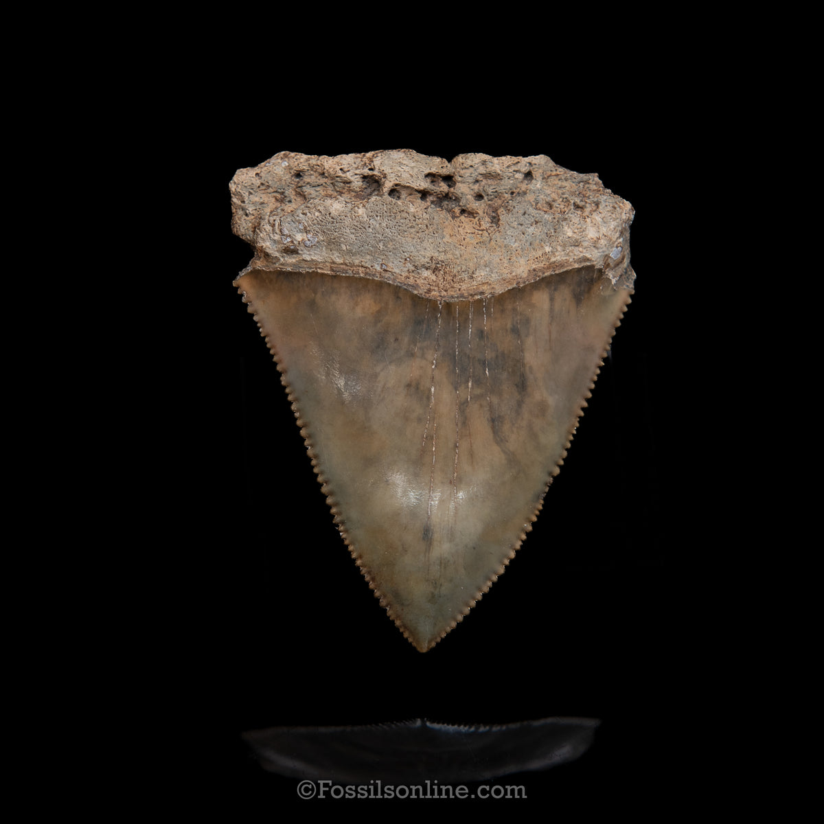 Genuine Prehistoric Fossil Tooth — Great White 2.21", SC