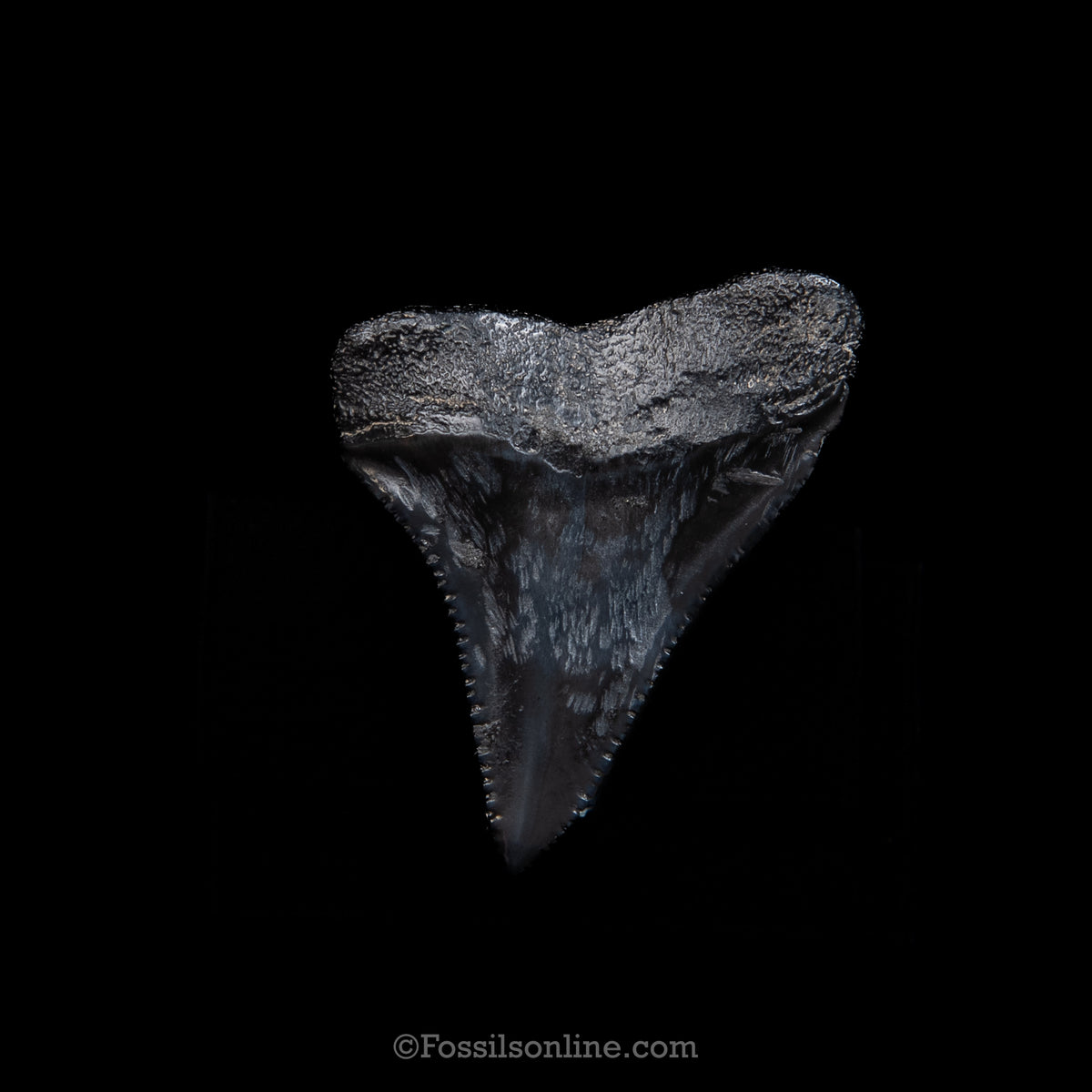 Genuine Prehistoric Fossil Tooth — Great White 1.66", SC