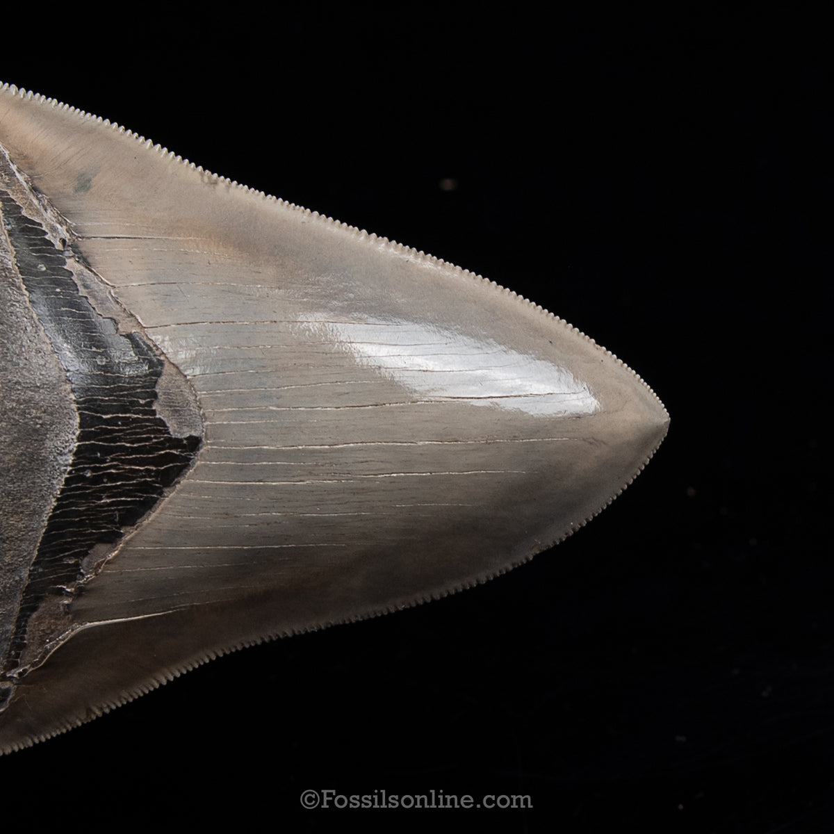 GENUINE PREHISTORIC FOSSIL TOOTH — MEG 5.03", South Carolina