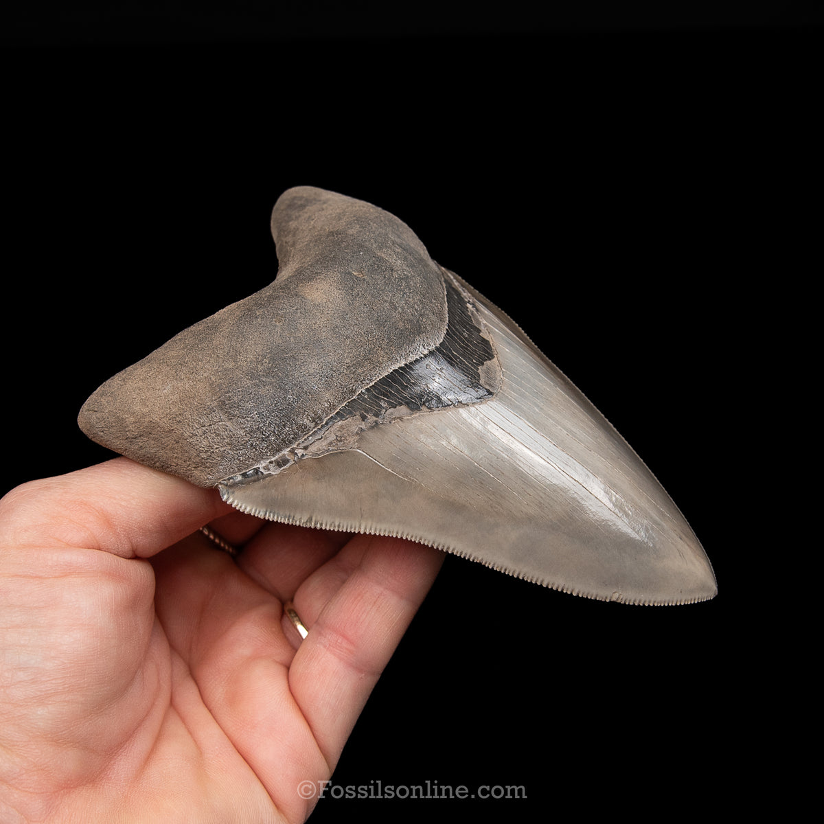 GENUINE PREHISTORIC FOSSIL TOOTH — MEG 5.03", South Carolina