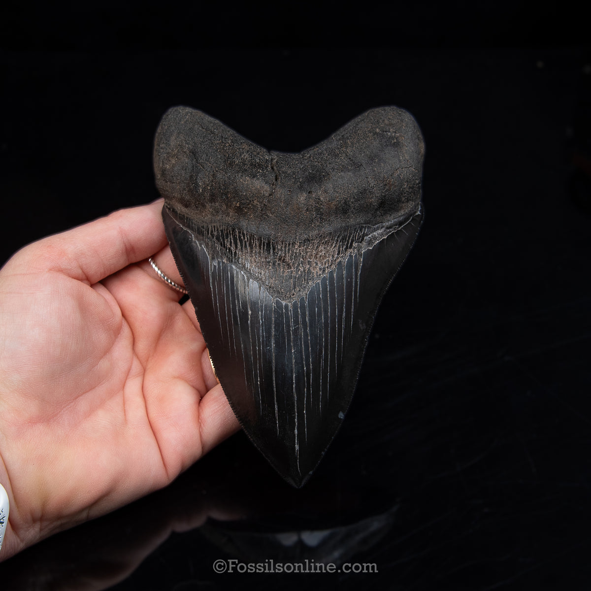 Genuine Prehistoric Fossil Tooth — Meg 5.38", GA