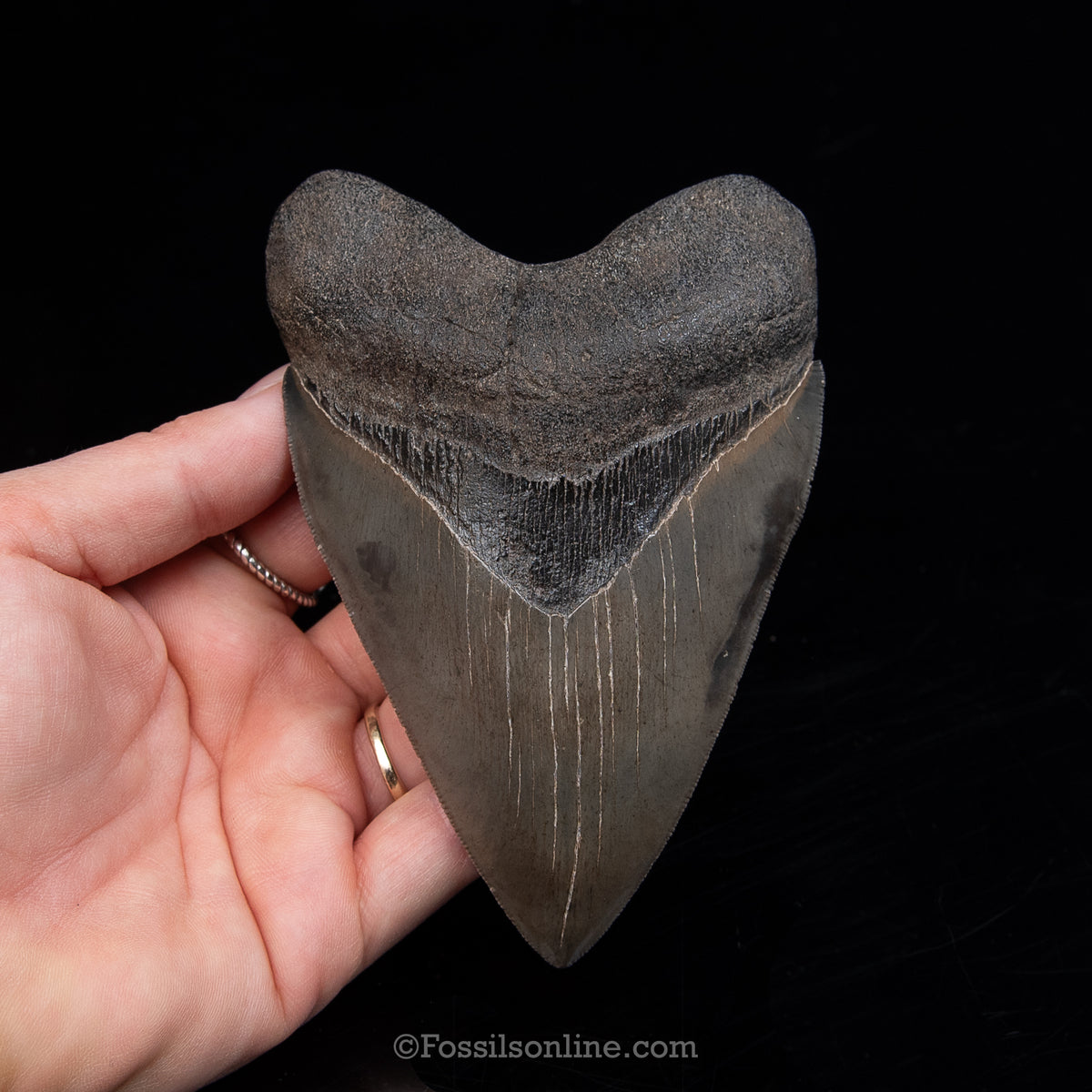 GENUINE PREHISTORIC FOSSIL TOOTH — MEG 4.76", South Carolina