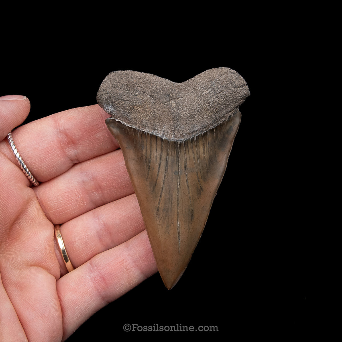Genuine Prehistoric Fossil Tooth — Mako 3.03", SC