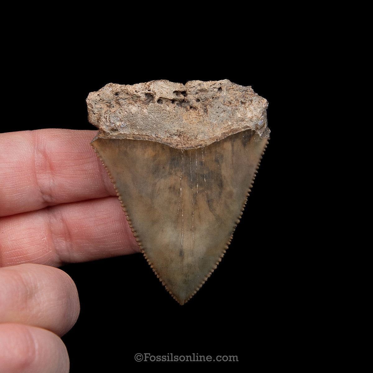 Genuine Prehistoric Fossil Tooth — Great White 2.21", SC