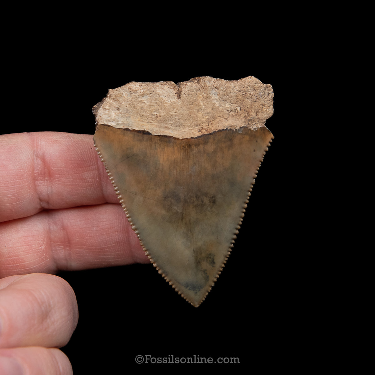 Genuine Prehistoric Fossil Tooth — Great White 2.21", SC