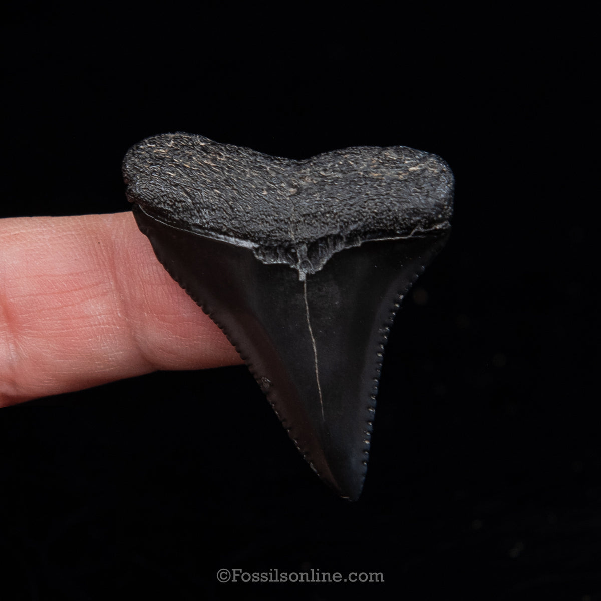 Genuine Prehistoric Fossil Tooth — Great White 1.66", SC