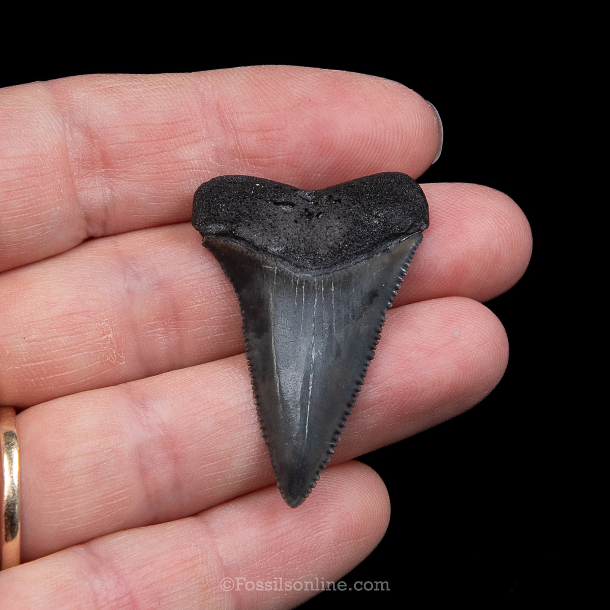 Genuine Prehistoric Fossil Tooth — Great White 1.56", SC