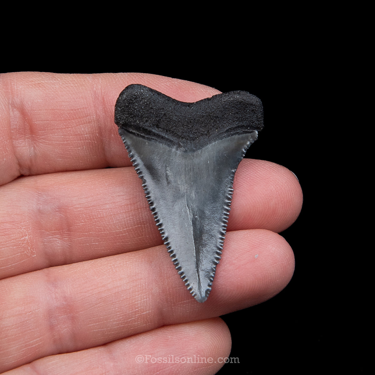 Genuine Prehistoric Fossil Tooth — Great White 1.56", SC