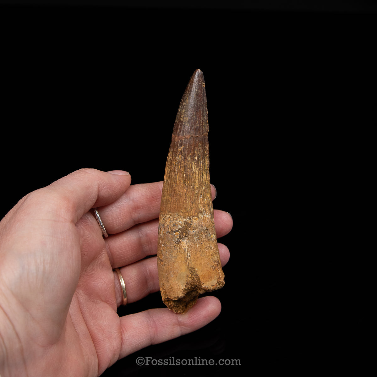 XL Spinosaurus Dinosaur Tooth Lg Case