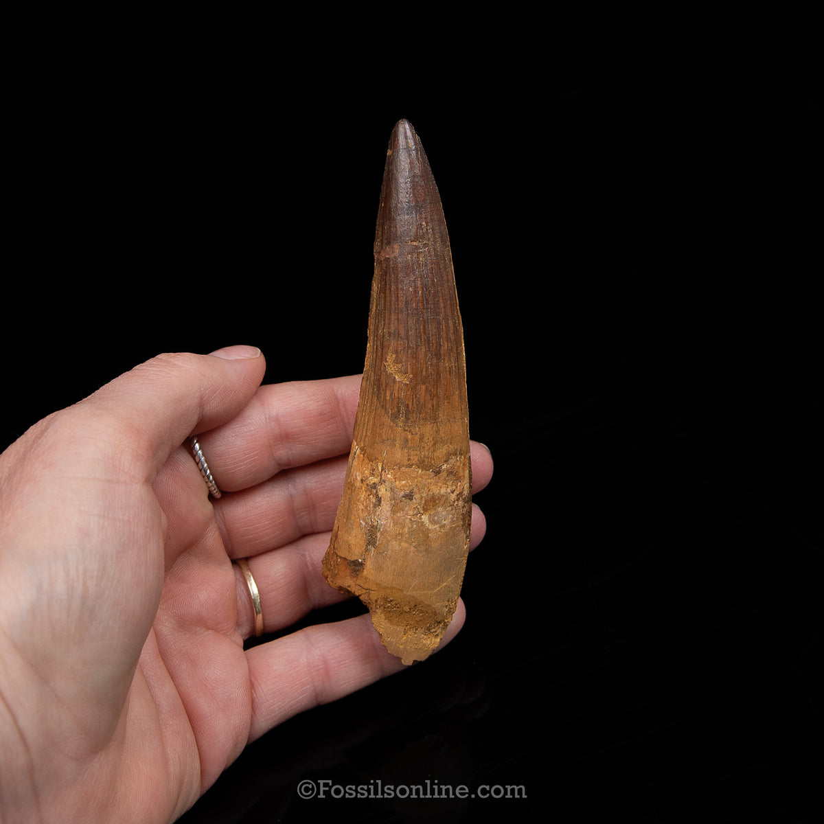 XL Spinosaurus Dinosaur Tooth Lg Case