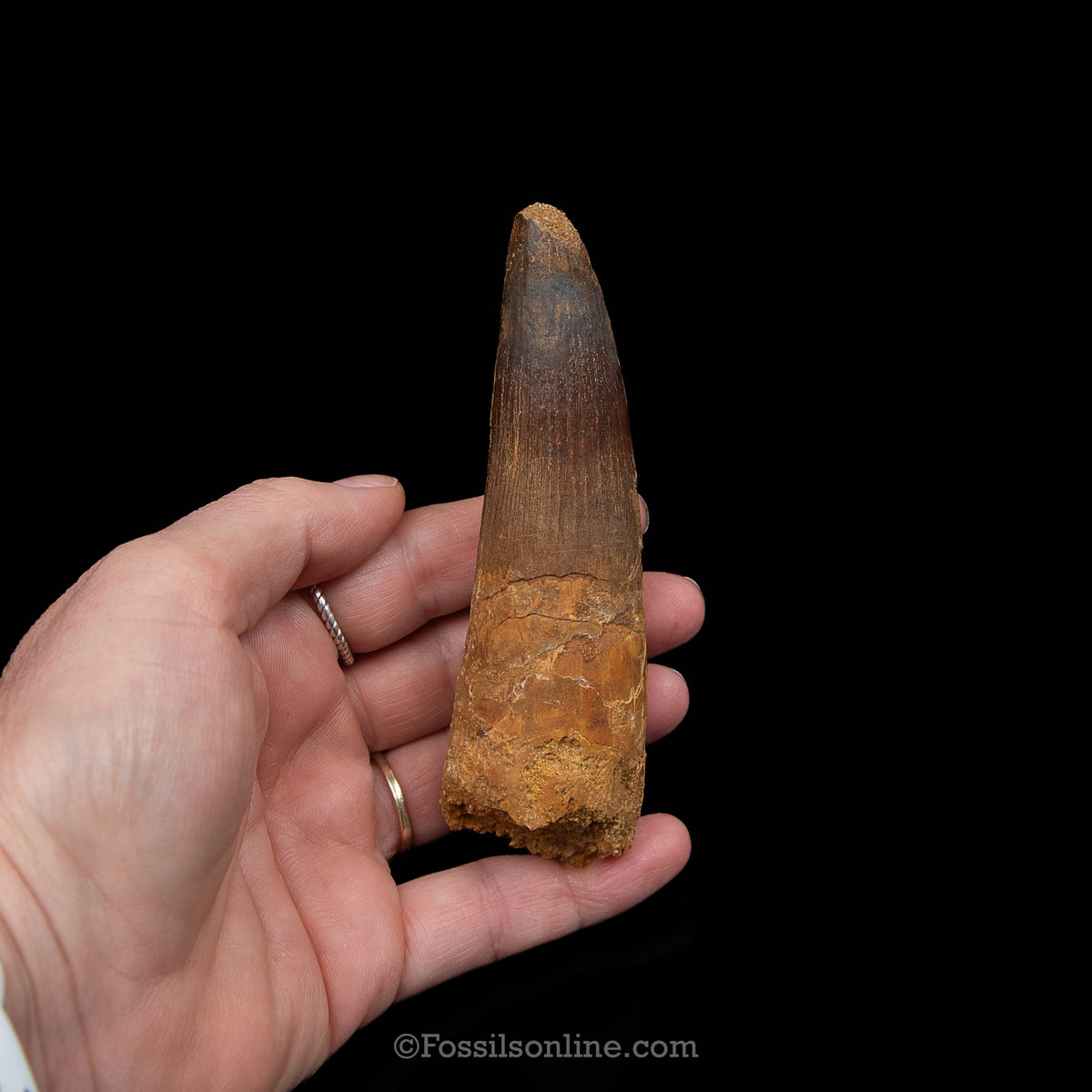 XL Spinosaurus Dinosaur Tooth Lg Case