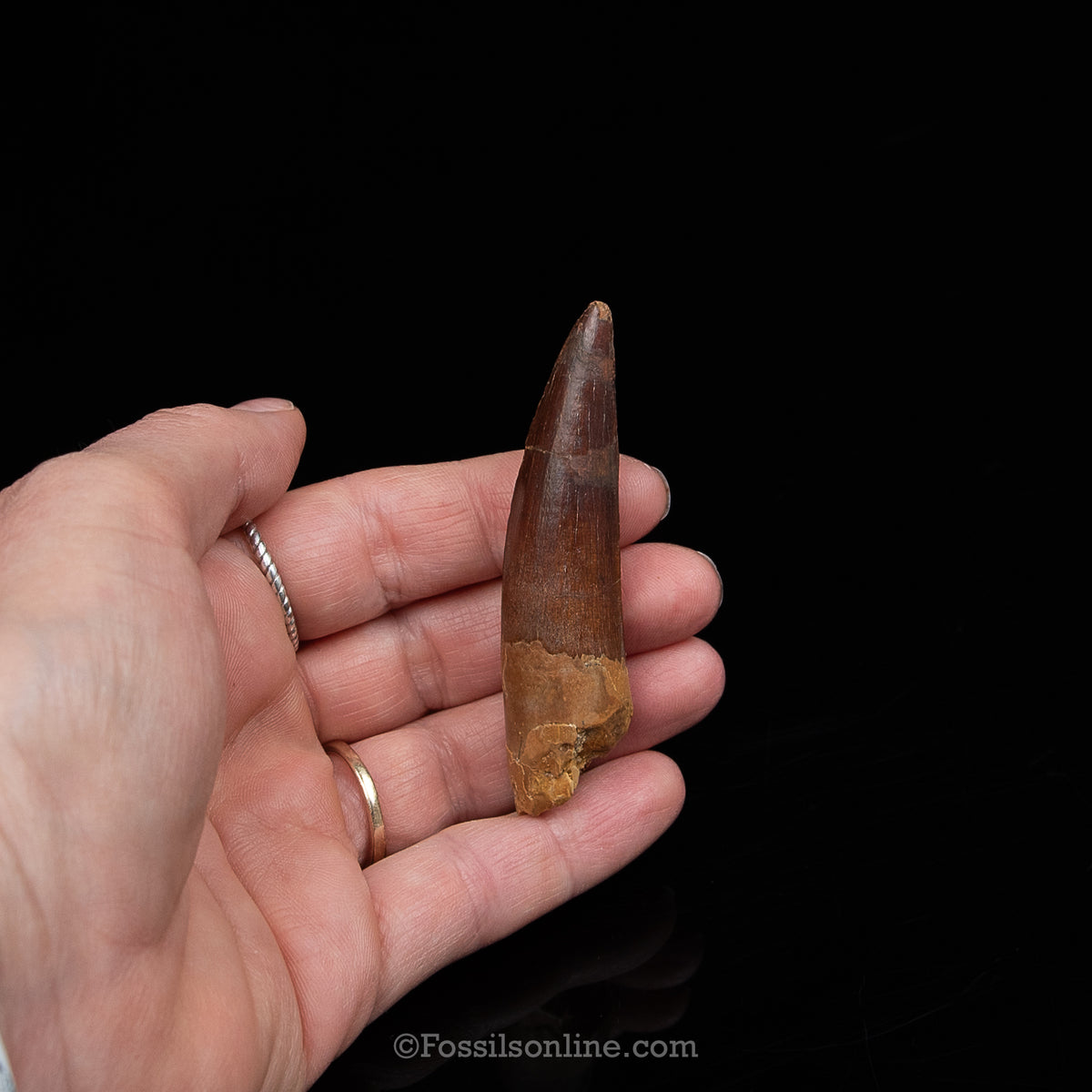 Spinosaurus Dinosaur Tooth Med Case