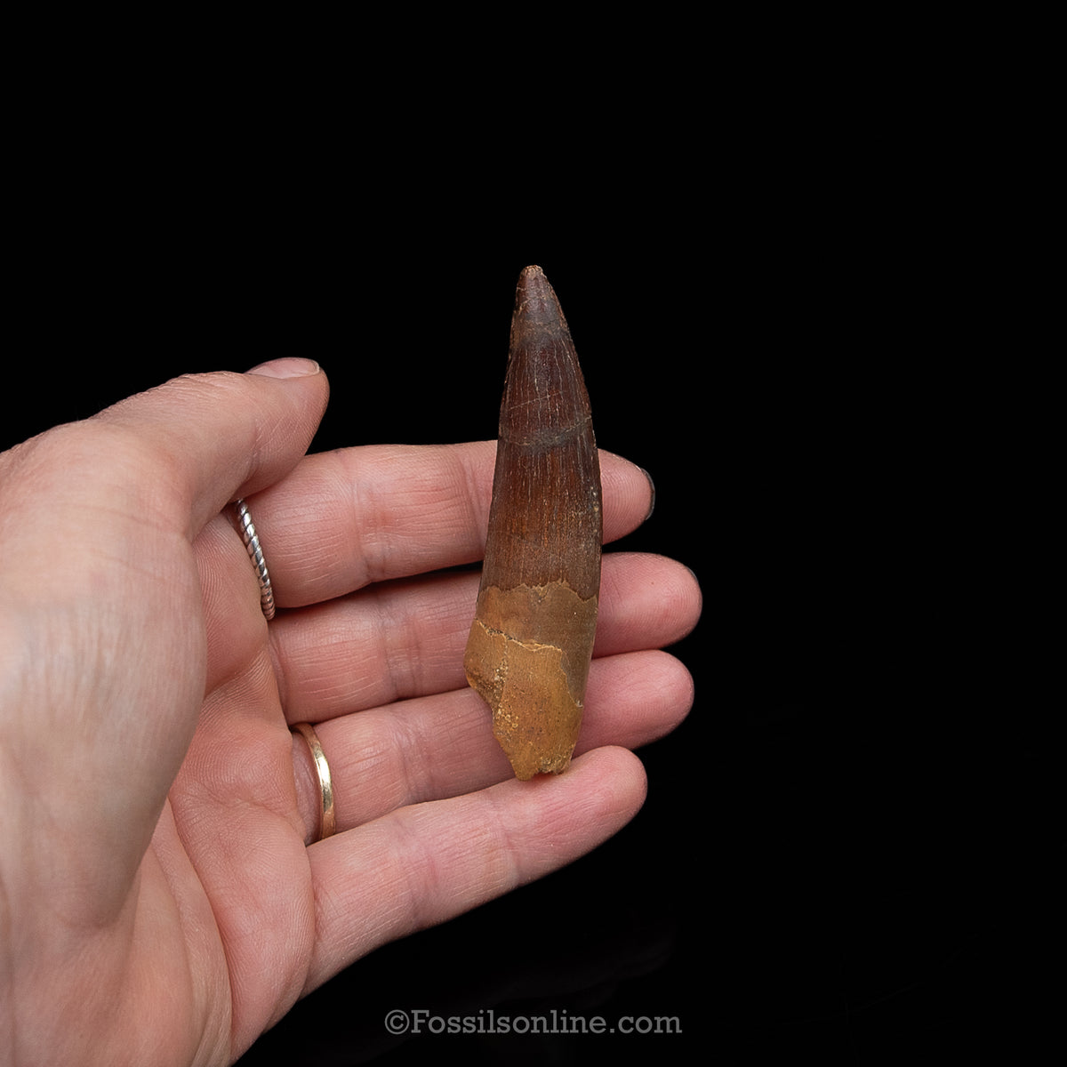 Spinosaurus Dinosaur Tooth Med Case