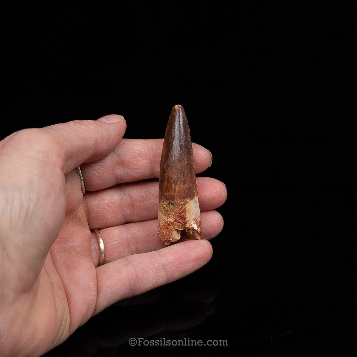 Spinosaurus Dinosaur Tooth Med Case