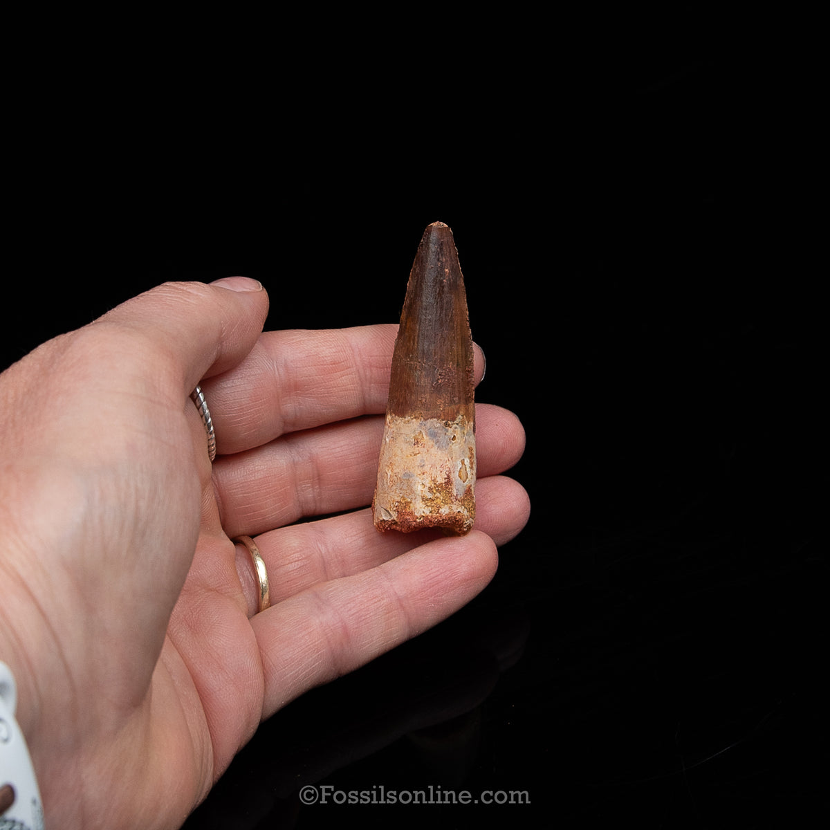 Spinosaurus Dinosaur Tooth Med Case