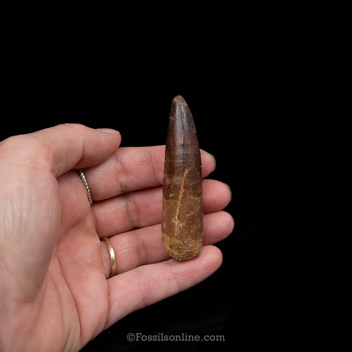 Spinosaurus Dinosaur Tooth Med Case