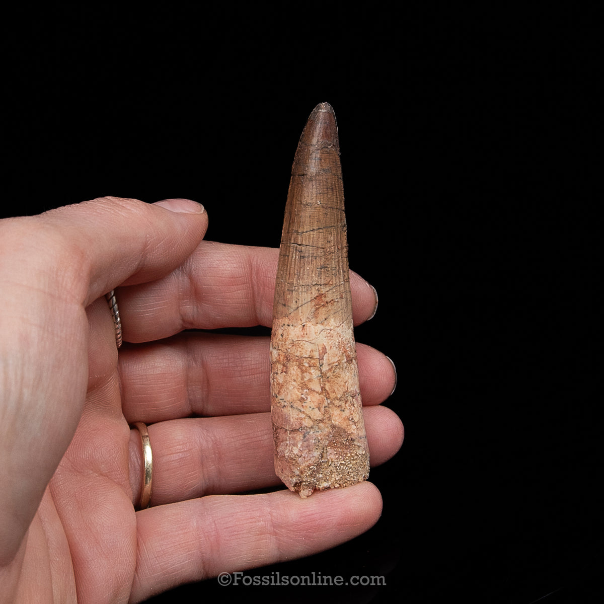 Spinosaurus Dinosaur Tooth Med Case
