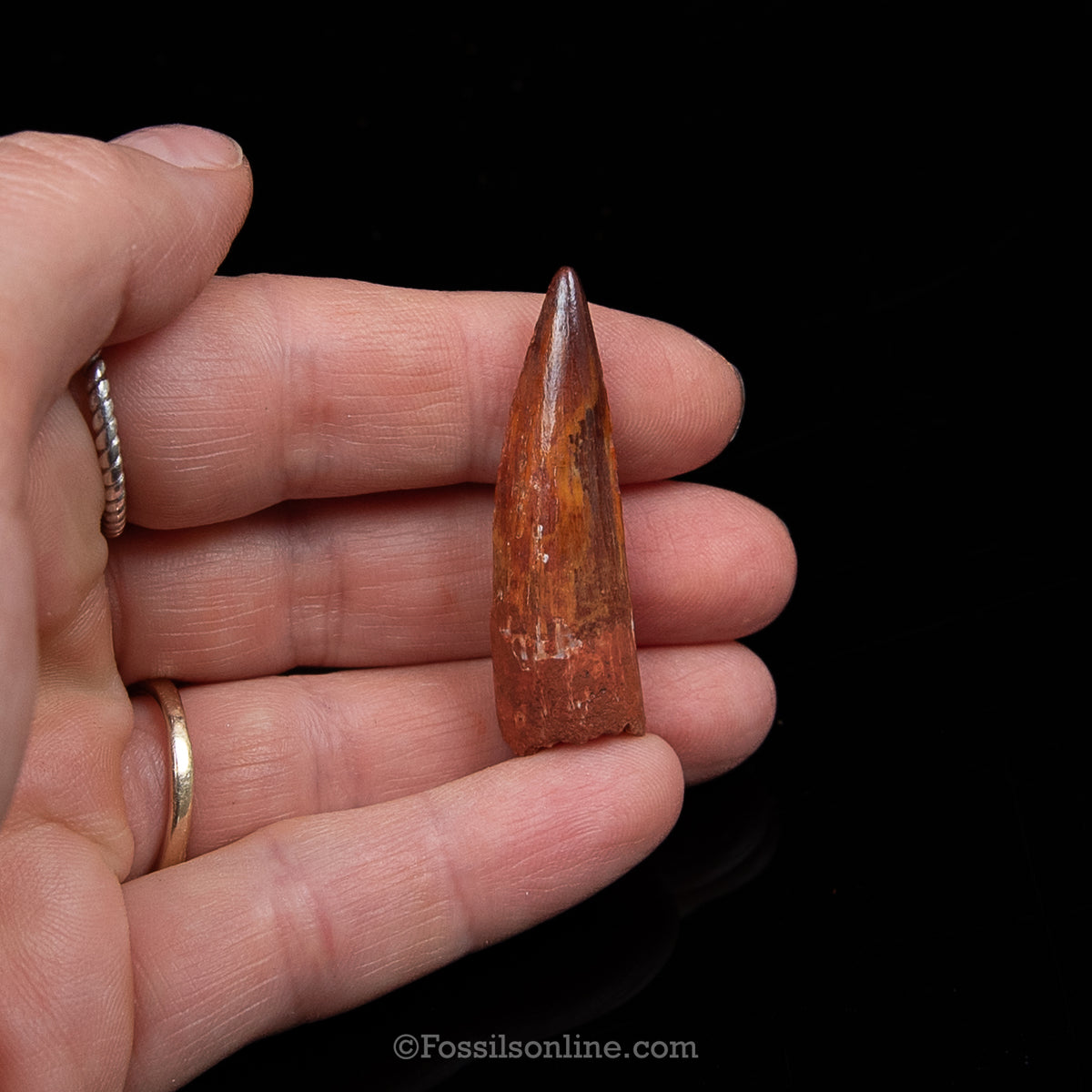 Premium Spinosaurus Dinosaur Tooth Sm Case