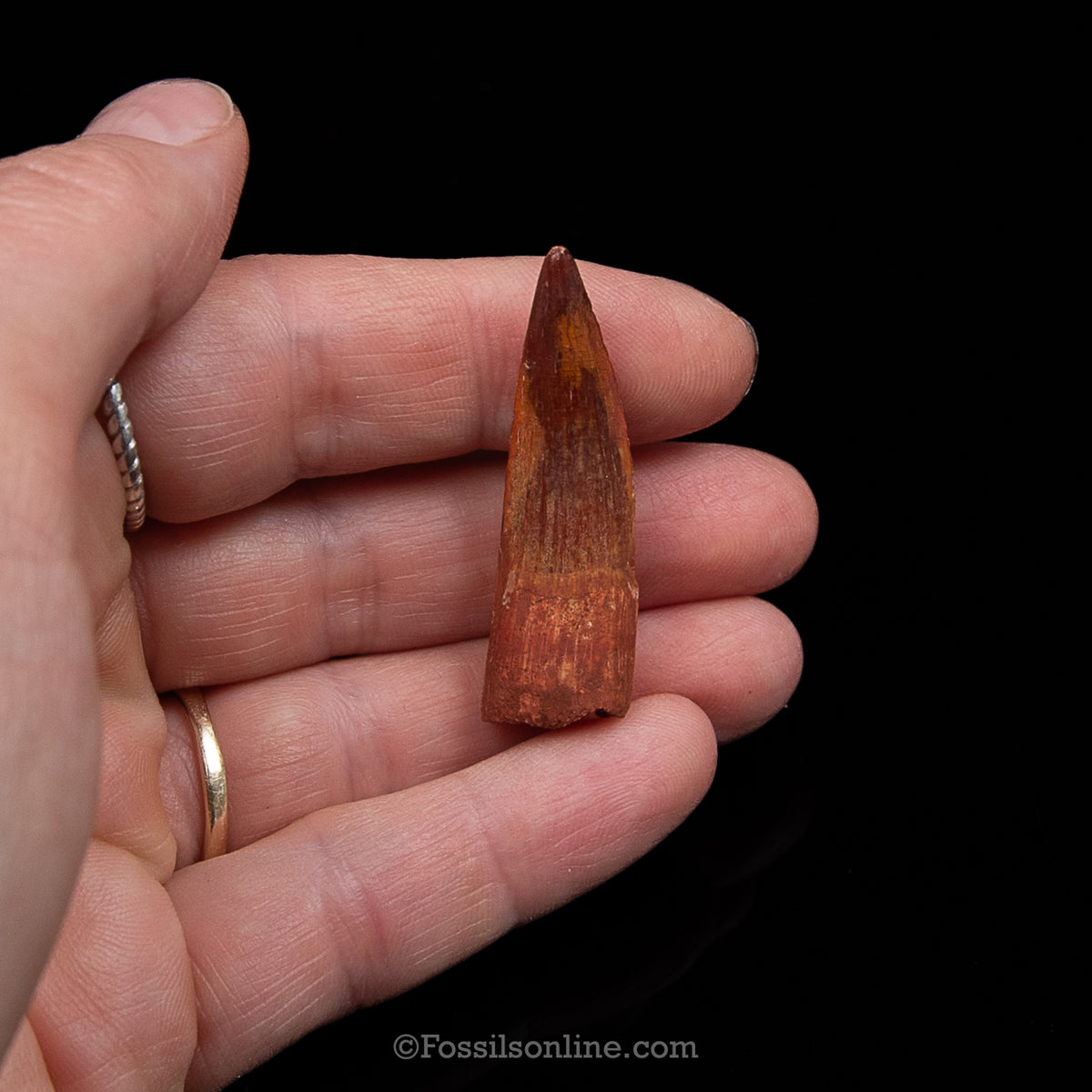 Premium Spinosaurus Dinosaur Tooth Sm Case