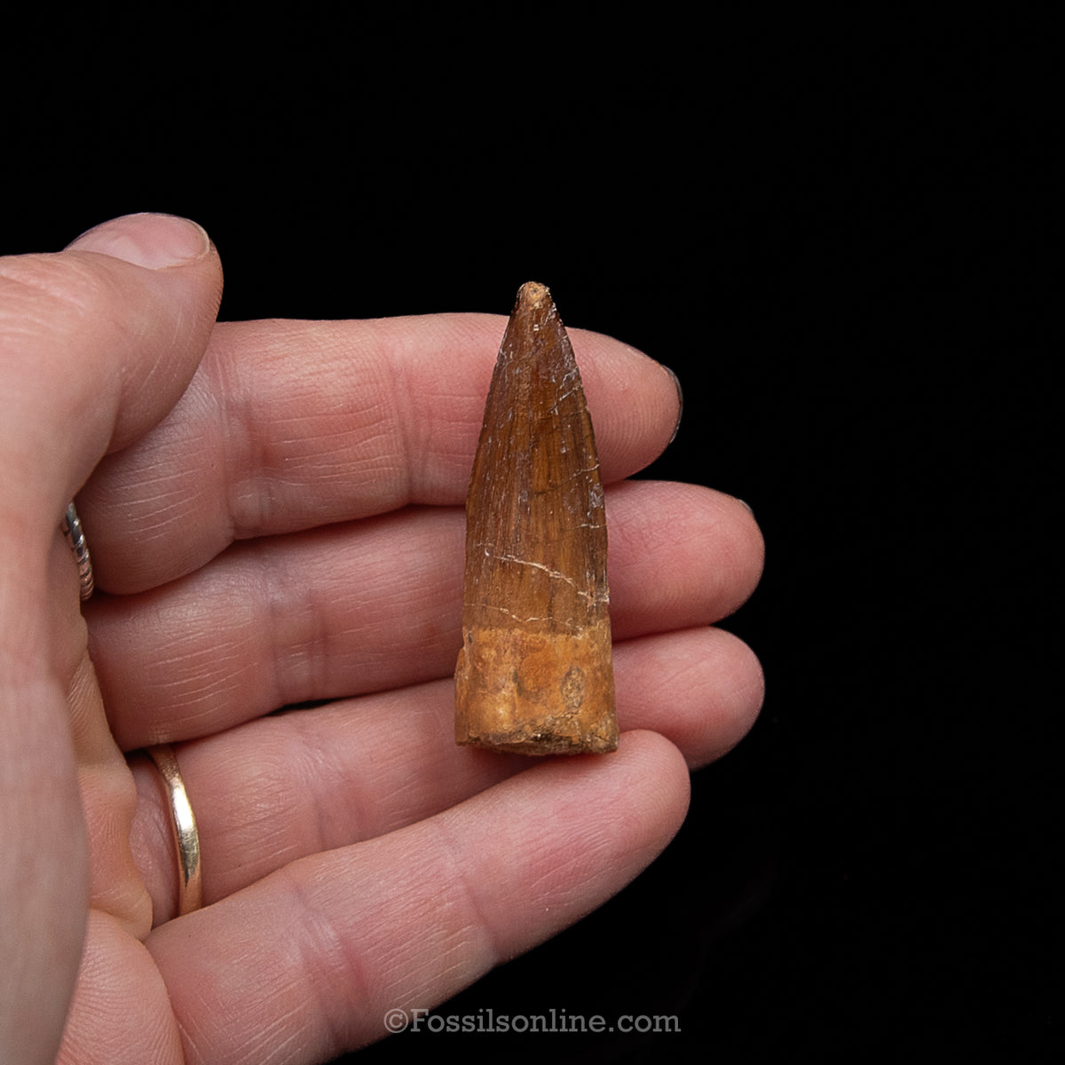 Premium Spinosaurus Dinosaur Tooth Sm Case