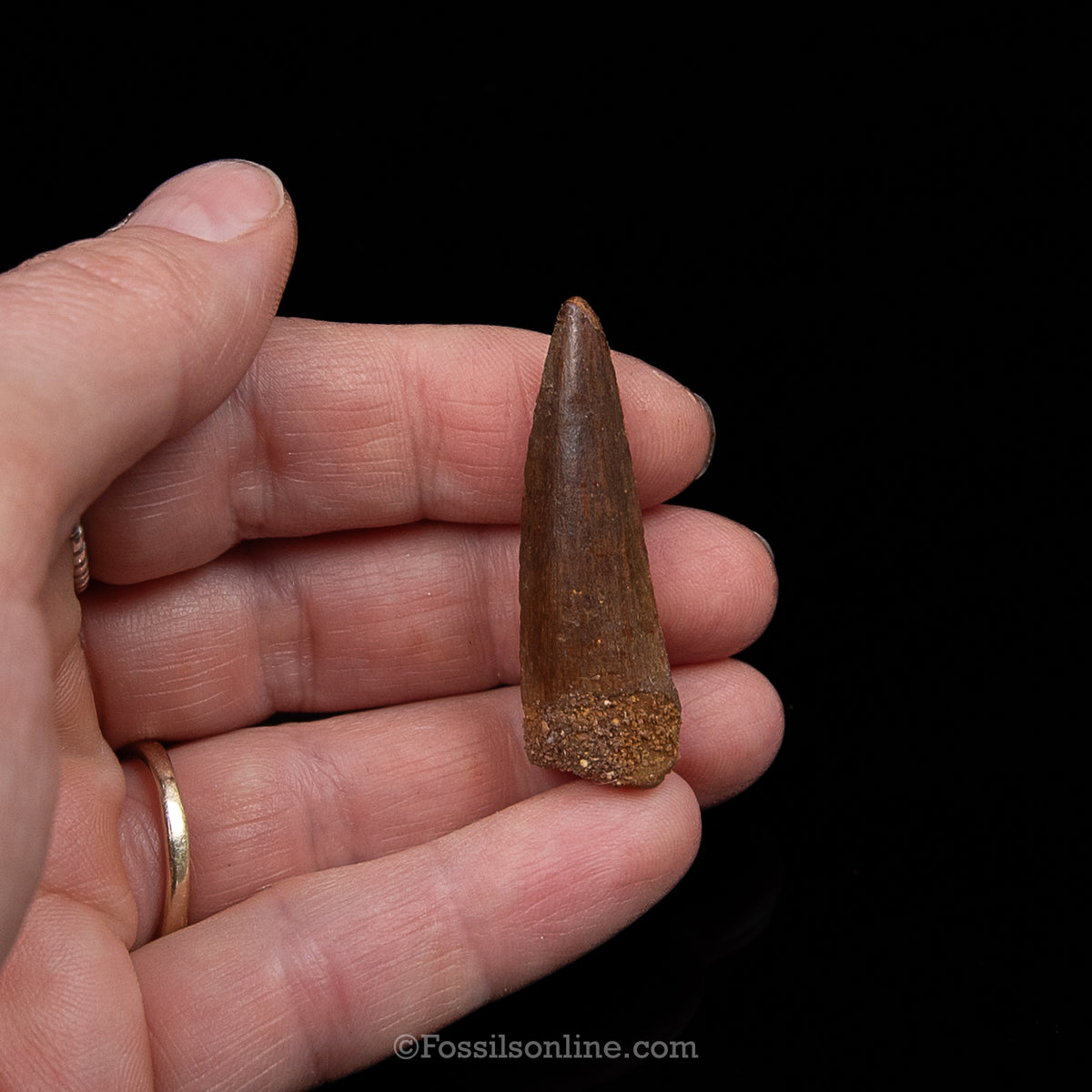 Premium Spinosaurus Dinosaur Tooth Sm Case