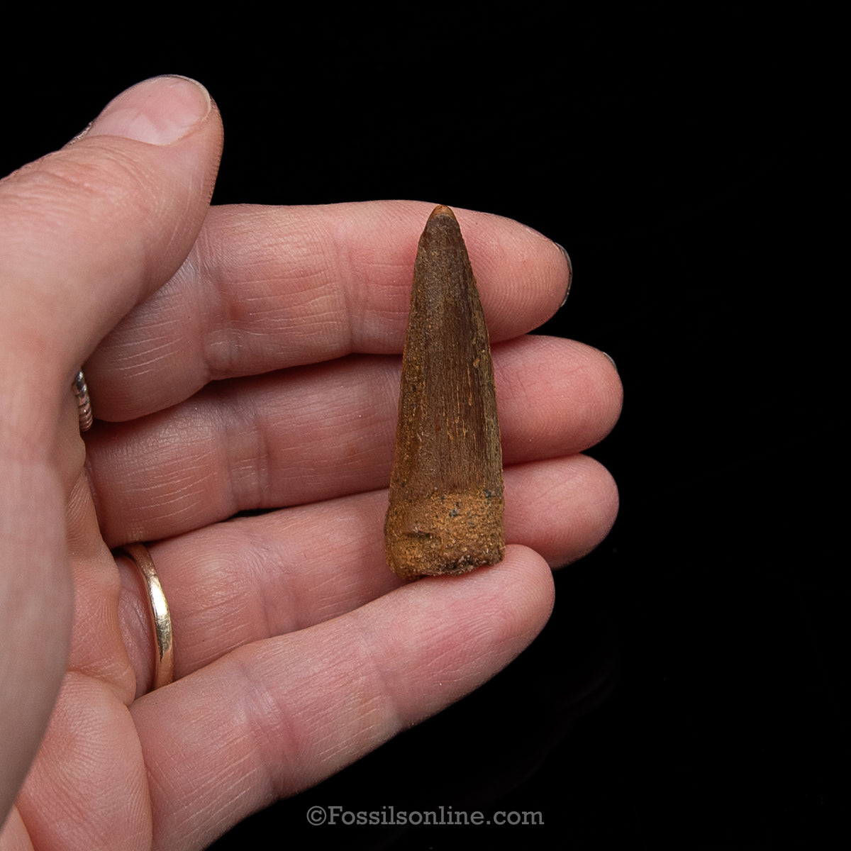 Premium Spinosaurus Dinosaur Tooth Sm Case