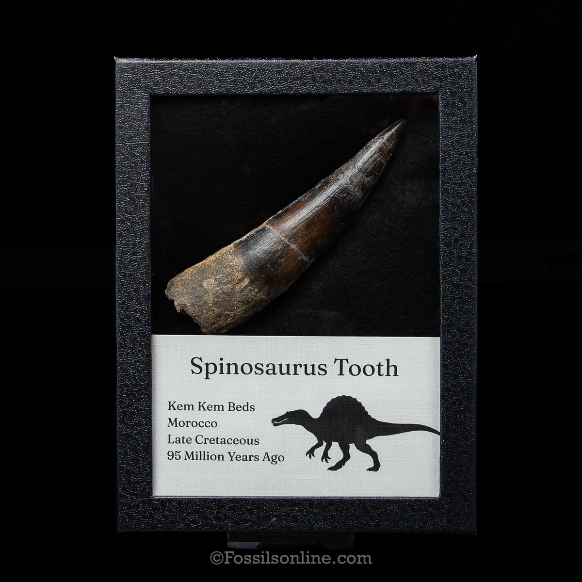 XL Spinosaurus Dinosaur Tooth Lg Case