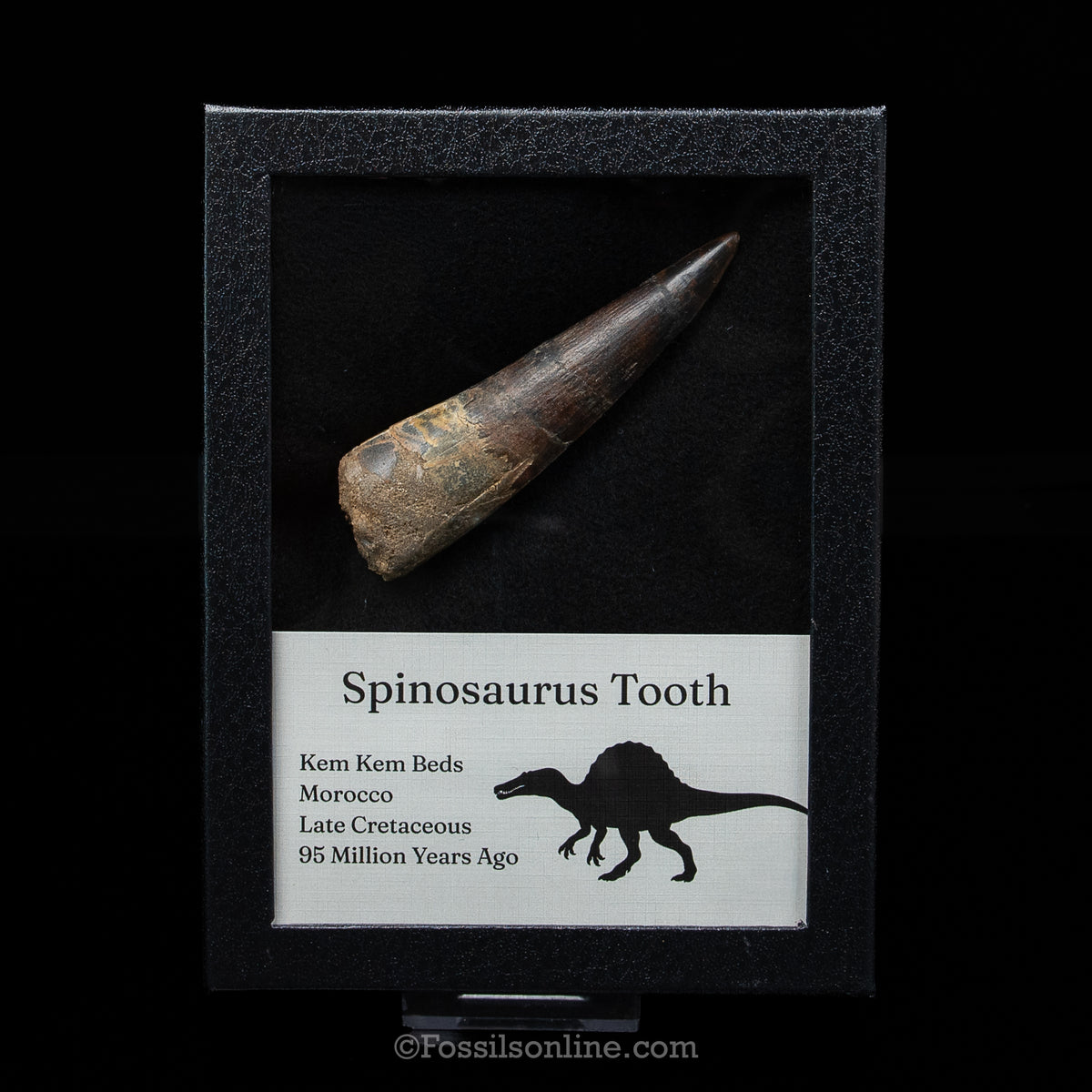 XL Spinosaurus Dinosaur Tooth Lg Case