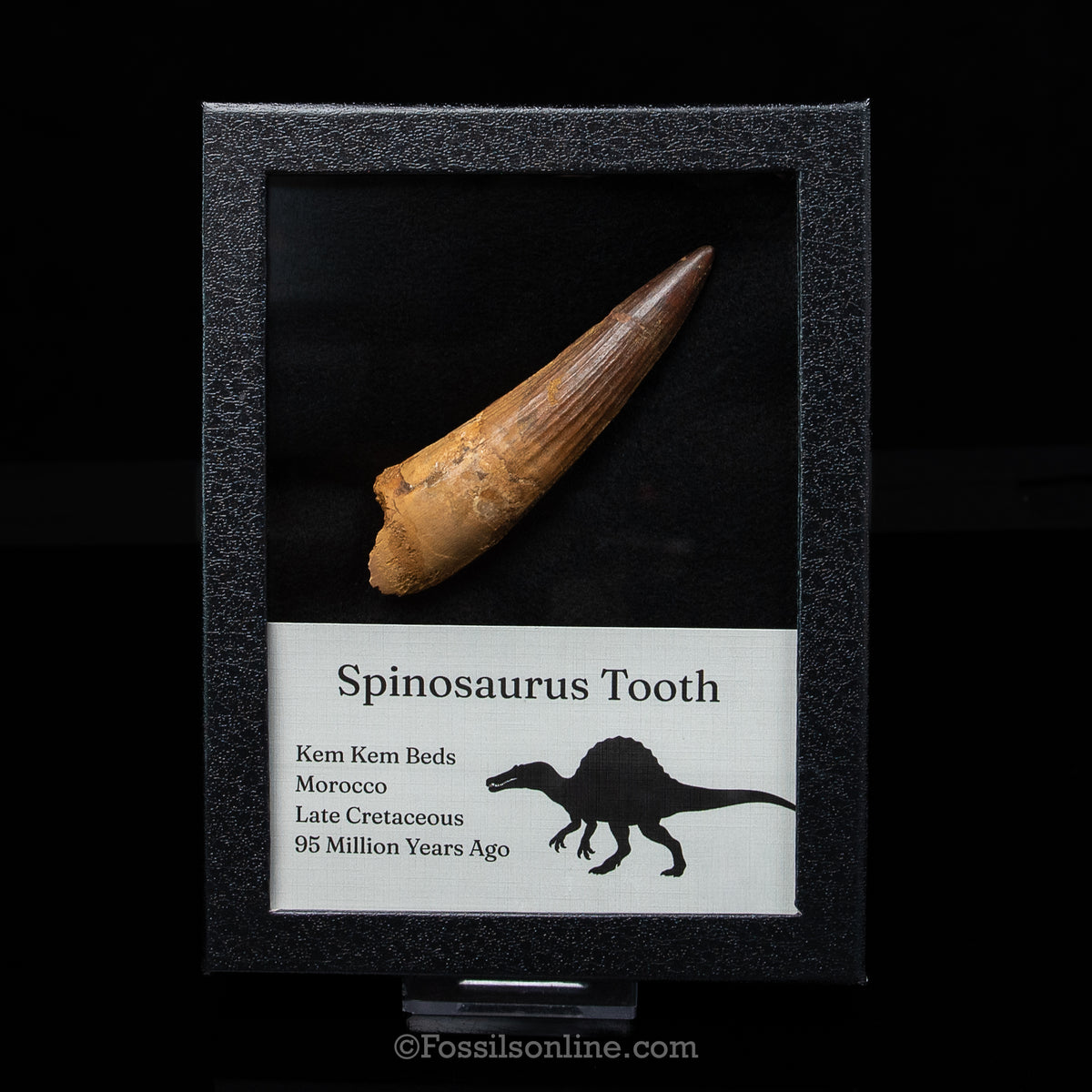 XL Spinosaurus Dinosaur Tooth Lg Case