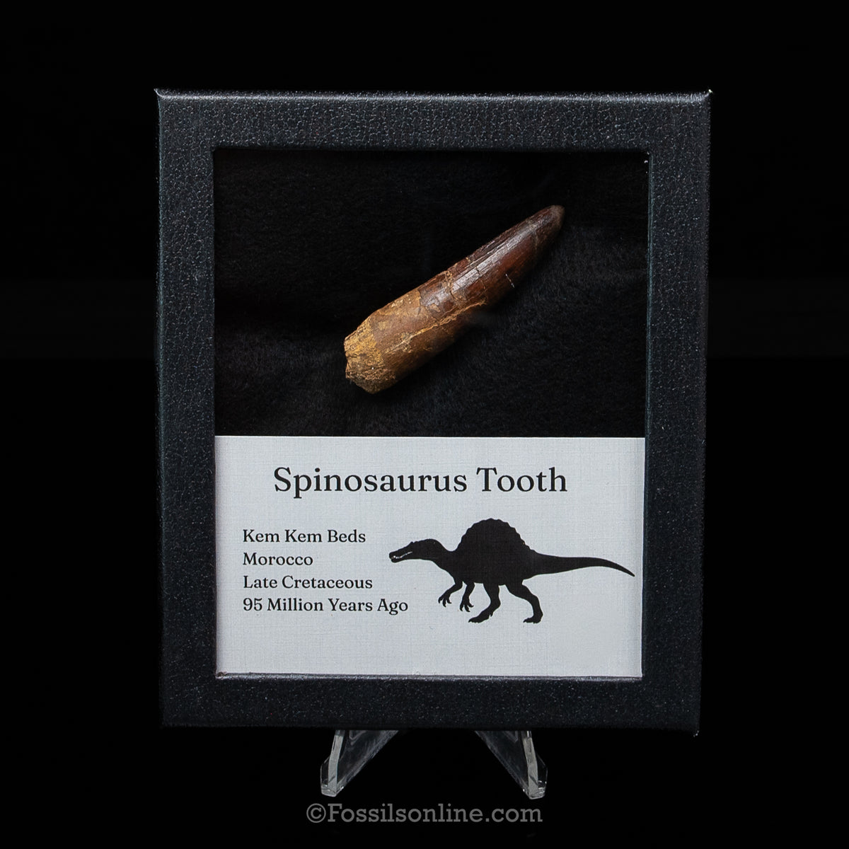 Spinosaurus Dinosaur Tooth Med Case