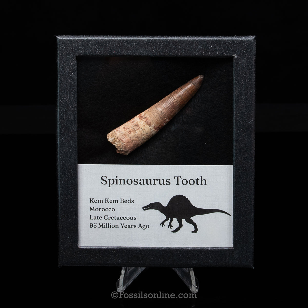 Spinosaurus Dinosaur Tooth Med Case