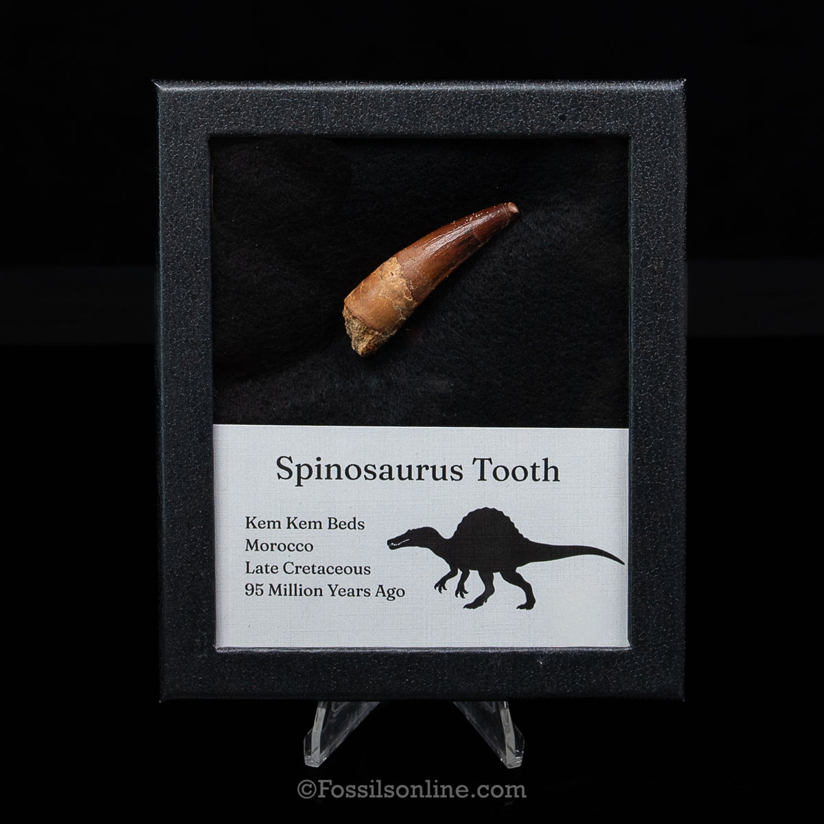 Spinosaurus Dinosaur Tooth Med Case