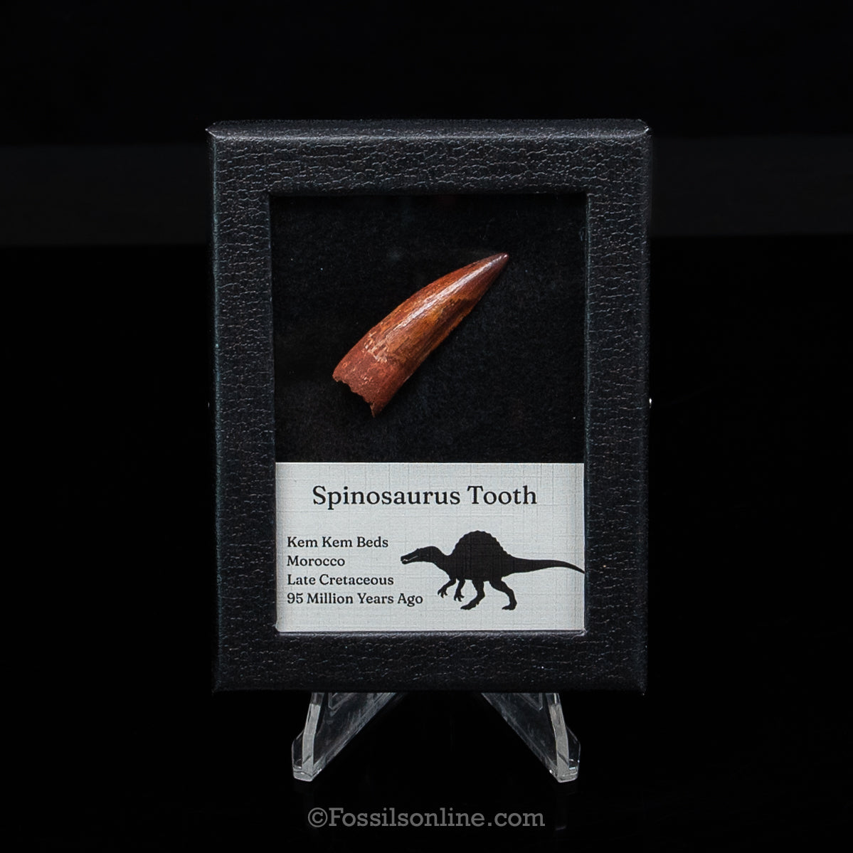 Premium Spinosaurus Dinosaur Tooth Sm Case